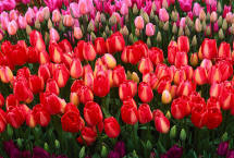 Employ tulip beds in garden landscaping